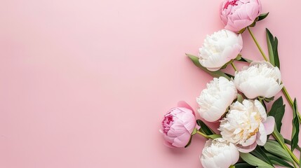 A lovely display featuring white and pink peonies alongside green leaves against a gentle pink backdrop