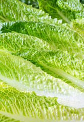 Romaine lettuce leaves