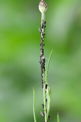 Aphids (Aphidoidea) and the ladybird on the cornflower (Centaurea cyanus).