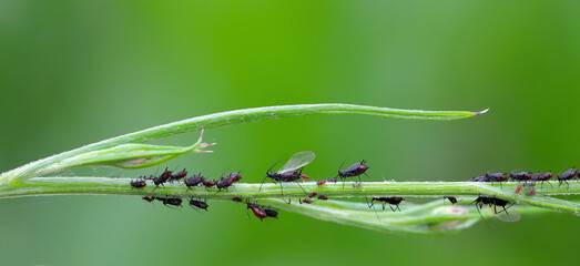 Plant pests, sap-sucking aphids on a green plant. Colony with winged and wingless individuals. 