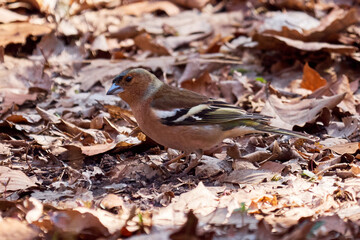 Common Chaffinch bird searching food on the ground ( Fringilla coelebs )