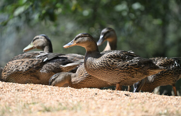 Rouen duck game birds animals wildlife