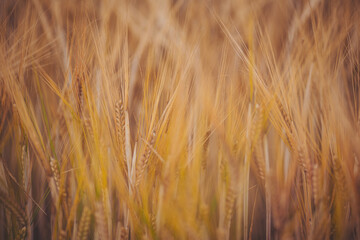 Wheat field as natural product. Agriculture wheat landscape in sunlight closeup. Summer background of ripening ears. Wheat field. Ears of golden wheat closeup. Beautiful nature sunset landscape, rural