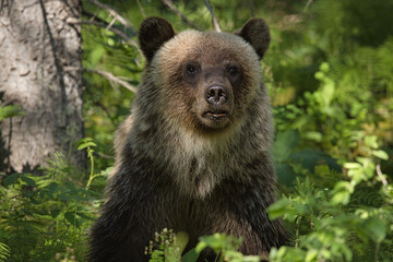 Grizly bear keeping an eye on me.