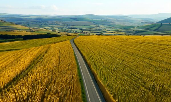 View of an asphalt road winding through vast yellow wheat fields. Summer scenery of a rural landscape where wheat harvests create a picturesque backdrop.