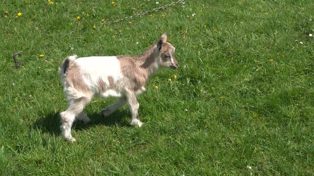 Tiny goatling at the meadow with goats