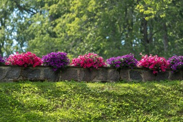 Vibrant Pink and Purple Flowers on Stone Wall