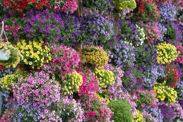 Obraz premium Colorful Vertical Garden with Hanging Flowers