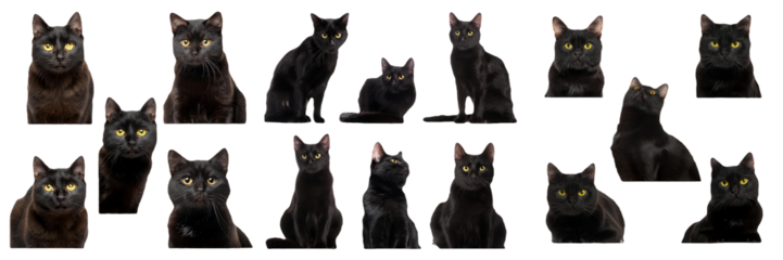 A Group of Black Cats