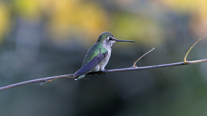 Anna's Hummingbird Resting on a Thin Branch