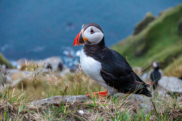 puffin on a cliff in Norway