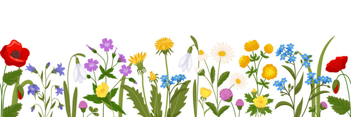 Summer meadow flowers border. Wild spring botanica. Flowering field plants. Blooming windflowers. Daisies and dandelions. Chamomile twigs. Poppies and clover. Recent vector background