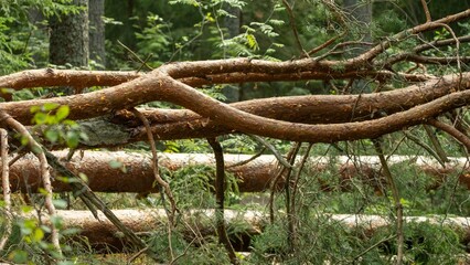 Fallen Pine Trees in Forest