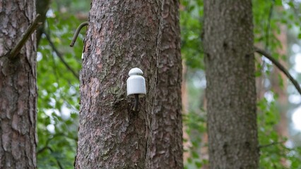 Ceramic Insulator Attached to Tree Trunk