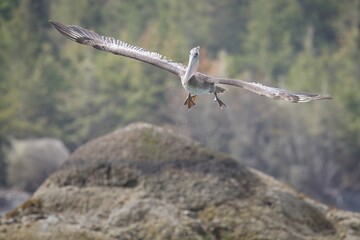 Brown Pelican coming in for landing.