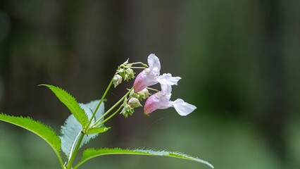 Close-Up of Pink and White Flower