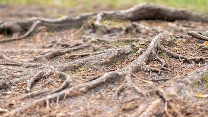 Exposed Tree Roots in Forest Ground