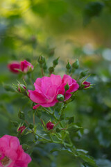 Belles fleurs roses roses sur fond vert dans le jardin d'été, papier peint floral, arrière-plan pour le design