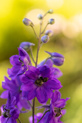 Fioletowe kwiaty ostróżki, tapeta, tło © anettastar