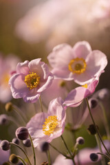 Różowe kwiaty zawilca, tapeta, tło © anettastar