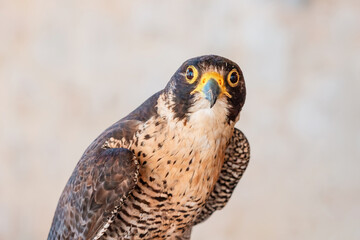 A majestic falcon perched on a branch, its sharp beak and yellow eyes capturing the essence of a skilled raptor in the countryside.