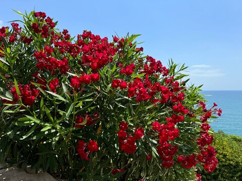 Red oleander nerium blossom on sea shore
