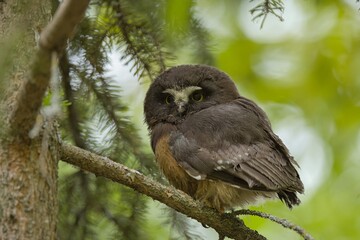 Northern saw-whet owlet on a branch.