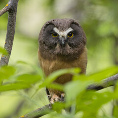 Staring contest with this cute Northern Saw-Whet Owlet.