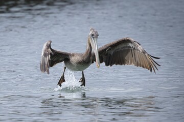 Perfect landing for this gorgeous Brown Pelican