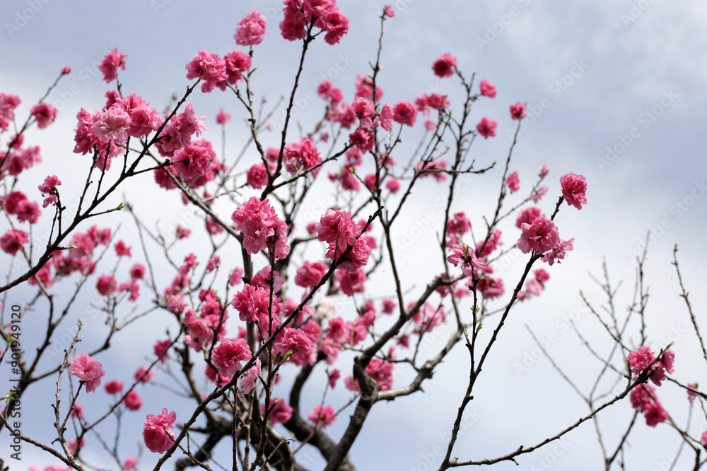 Canvas Prints Beautiful sakura flowers, Japan cherry blossom