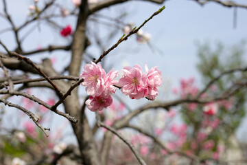 Branches of sakura flowers, cherry blossom