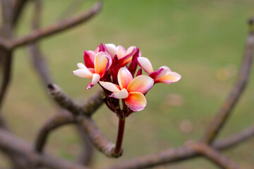 Fototapeta premium Plumeria or frangipani flower. Tropical tree