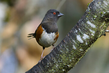 Spotted Towhee Perched on a Mossy Branch
