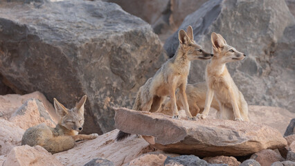 A family of Kit Foxes spends some quiet time together in the soft light of evening with two looking towards the west, one snoozing and one sniffing around in the desert of Southern Utah, USA.