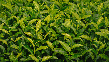 Fototapeta premium a lots young tea leaves pattern texture background.