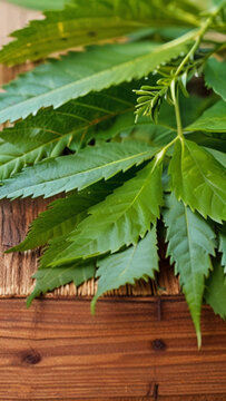 green Neem leaves