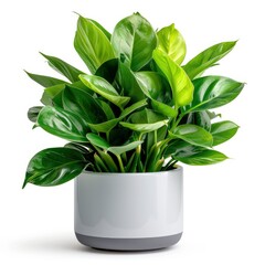 House Plant In A Pot, Looking Fresh And Vibrant, Isolated On A White Background With Clipping Path