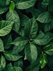 Fototapeta premium Close-up of green leafy plant