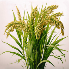 Fototapeta premium rice plants isolated on white background.