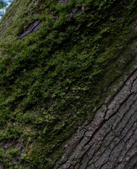 Moss on bark of a tree. Diagonal representation