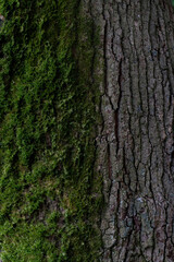 bark of a tree with moss in vertical take