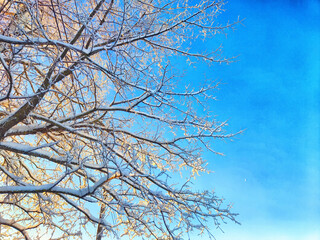 branches against blue sky