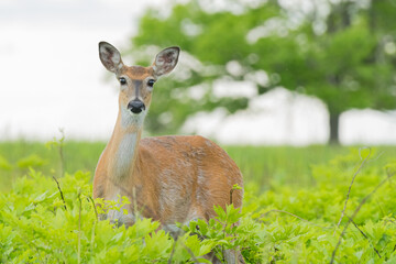 deer in the grass
