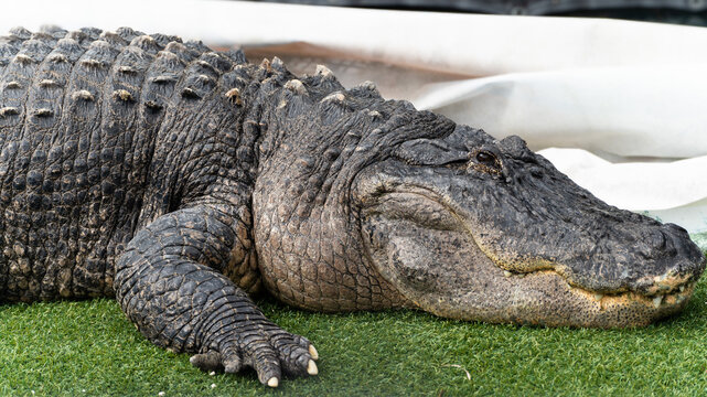 alligator in the everglades