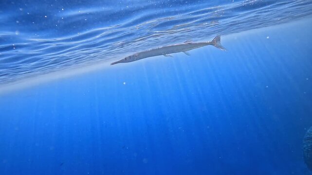 Red Sea needlefish (Thylosurus choram). Sharm el Sheikh, Egypt.