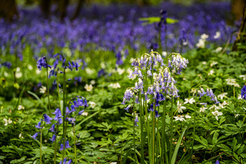 Hasenglöckchen im Hallerbos