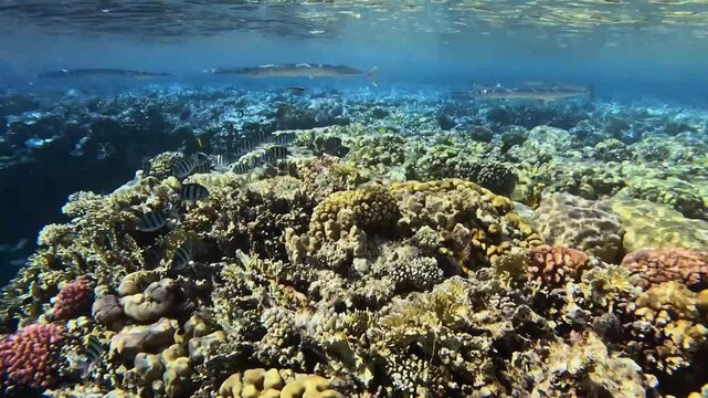 Red Sea needlefish (Thylosurus choram). Sharm el Sheikh, Egypt.