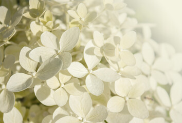 Closeup White Hydrangea flower blossom in morning garden. White Hydrangea Paniculata flowers with copy space background. Idea for postcards, greetings, invitations, posters, wedding decoration.