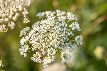 Wilde Möhre am Straßenrand