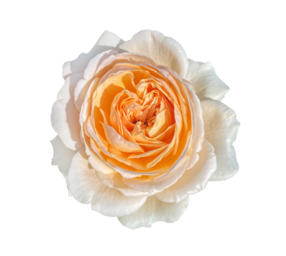 Tender apricot color English Rose flower isolated on transparent background with clipping path. Idea for postcards, greetings, invitations, posters, wedding and Birthday decoration.